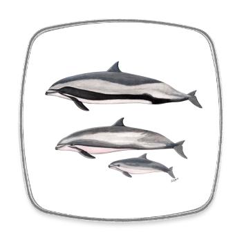 Fraser dolphin - Fraser's dolphin - Dauphin - Square fridge magnet - white - Front