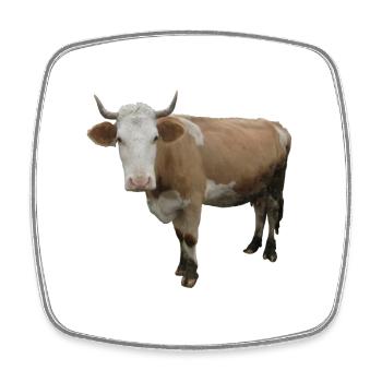 Cow - Square fridge magnet - white - Front