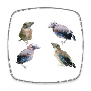 Eichelhäher Jungvögel - Viereckiger Kühlschrankmagnet - Weiß - Vorne