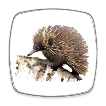 Hedgehog in watercolor on rock - Square fridge magnet - white - Front