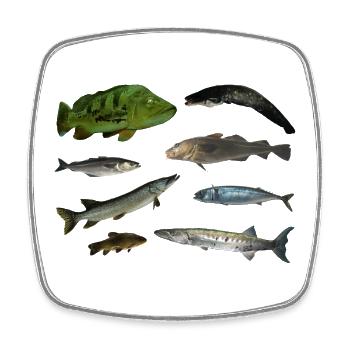 Fische - Viereckiger Kühlschrankmagnet - Weiß - Vorne
