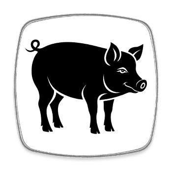 Schwein - Viereckiger Kühlschrankmagnet - Weiß - Vorne