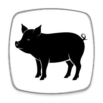 pig - Square fridge magnet - white - Front