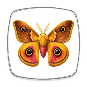 Kaiser Moth Saturnia pavonia Cartoon-Stil - Viereckiger Kühlschrankmagnet - Weiß - Vorne