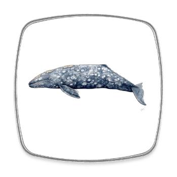 Baleine grise - Baleine grise - baleine grise - Magnet carré - blanc - Devant