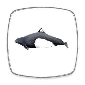 Dall Porpoise - Dall s porpoise Marsouin de Dall - Square fridge magnet - white - Front
