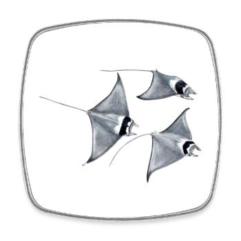 Stingray - Raie manta - rayons poissons diable manta - Magnet carré - blanc - Devant