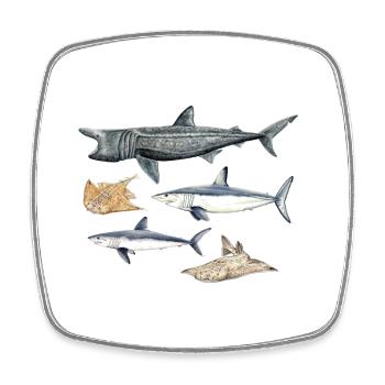 Sharks - Sharks - Requins - Square fridge magnet - white - Front
