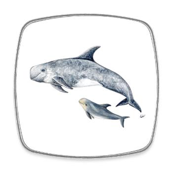 Calderón gray - Grampus dolphin - Dauphin de Risso - Square fridge magnet - white - Front