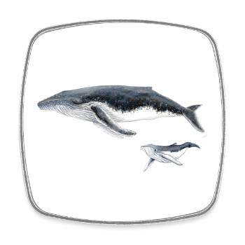 Baleine à bosse avec bébé baleine megaptera - Magnet carré - blanc - Devant