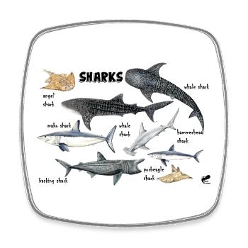 Requins du monde: baleine, maraîche, poisson-ange - Magnet carré - blanc - Devant