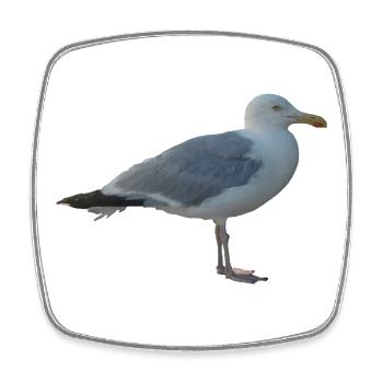 Gull - Square fridge magnet - white - Front