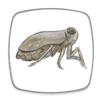 Cicada Ink Sketch in Earth Tones - Square fridge magnet - white - Front