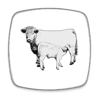 Bœuf charolais au veau - Magnet carré - blanc - Devant