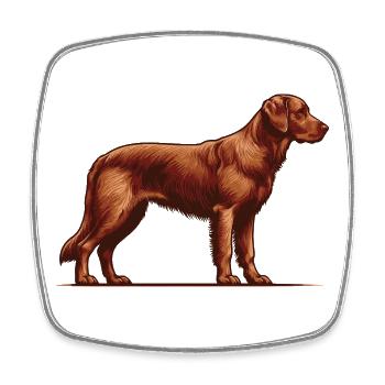 Chesapeake Bay Retriever - Viereckiger Kühlschrankmagnet - Weiß - Vorne