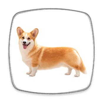 Corgi Pembroke - Magnet carré - blanc - Devant