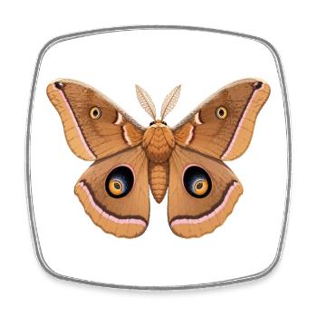 Polyphemus Moth Antheraea Polyphemus Style de dessin animé - Magnet carré - blanc - Devant