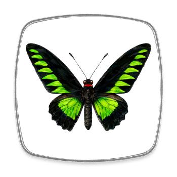 Rajah Brooke's Birdwing Trogonoptera brookiana - Square fridge magnet - white - Front