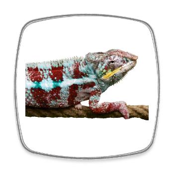 chameleon - Square fridge magnet - white - Front