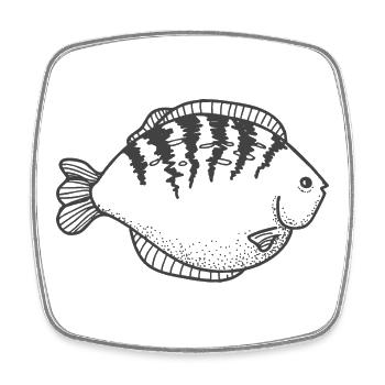 Spiral fish with dorsal stripes - Square fridge magnet - white - Front