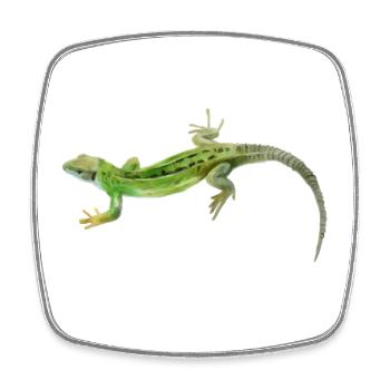 Motif vert gecko - Magnet carré - blanc - Devant