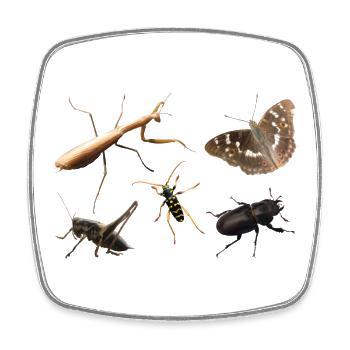 Insects - Square fridge magnet - white - Front