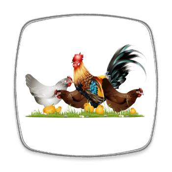stately rooster with chickens on the chicken farm - Square fridge magnet - white - Front