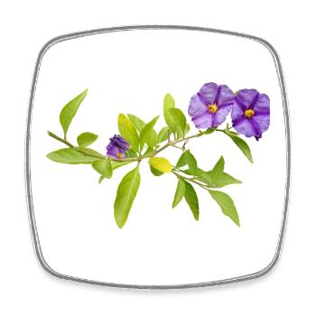 GENTIAN - Square fridge magnet - white - Front