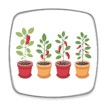 Cadeau Drôle de Jardinier Chili - Magnet carré - blanc - Devant