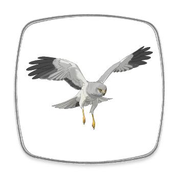 Hen Harrier Circus cyaneus - Square fridge magnet - white - Front