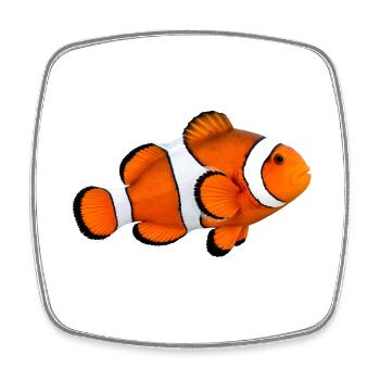poisson-clown - Magnet carré - blanc - Devant