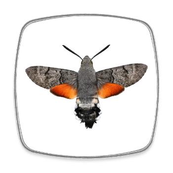 Papillon colibri Macroglossum stellatarum - Magnet carré - blanc - Devant