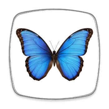 Blue Morpho Butterfly Realistic Style - Square fridge magnet - white - Front