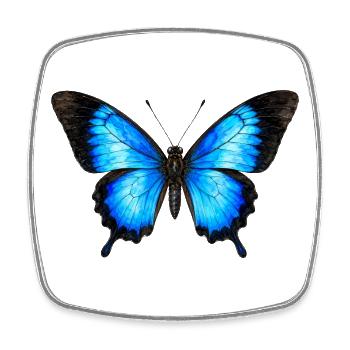 Ulysses Butterfly Papilio ulysses Watercolor Style - Square fridge magnet - white - Front