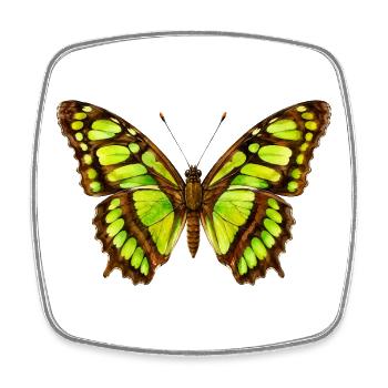 Malachite Butterfly Siproeta stelenes Watercolor - Square fridge magnet - white - Front