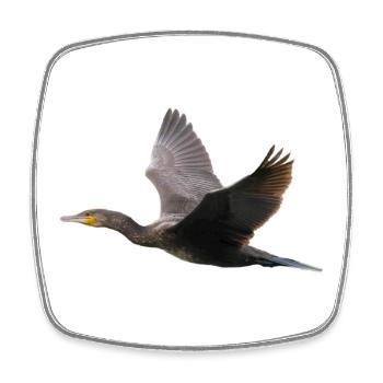 Cormorant in flight - Square fridge magnet - white - Front