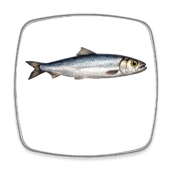 Illustration des poissons de la rivière Silver - Magnet carré - blanc - Devant