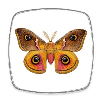 Empereur Papillon Saturnia pavonia - Magnet carré - blanc - Devant