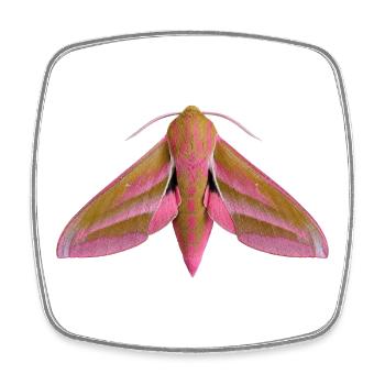 Papillon éléphant Deilephila elpenor - Magnet carré - blanc - Devant