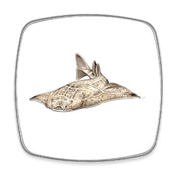 Angelote - Angel shark - Shark - Requin ange - Square fridge magnet - white - Front