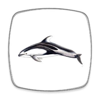White flank dolphin - Lagénorhynque - Lag - Square fridge magnet - white - Front