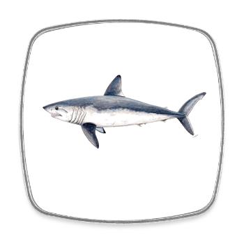 Requin-taupe - taupe commun Réquin shark- taupe - Magnet carré - blanc - Devant