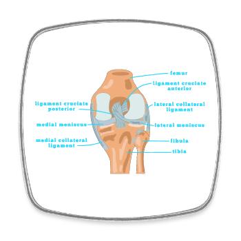 Physio Knee Anatomy Cruciate ligament Meniscus - Square fridge magnet - white - Front