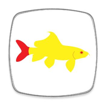 Epalzeorhynchos bicolor rouge et jaune - Magnet carré - blanc - Devant