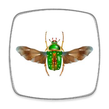 Stephanorrhina guttata-bel insecte avec des ailes - Magnet carré - blanc - Devant