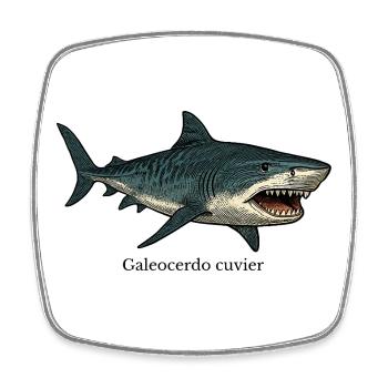 Galeocerdo cuvier tiger shark design - Square fridge magnet - white - Front