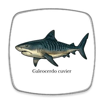 Galeocerdo cuvier tiger shark design - Square fridge magnet - white - Front