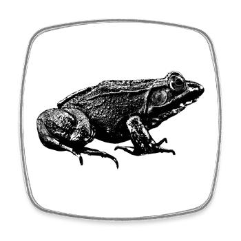 Grafik von einem realen Frosch im Profil  - Viereckiger Kühlschrankmagnet - Weiß - Vorne