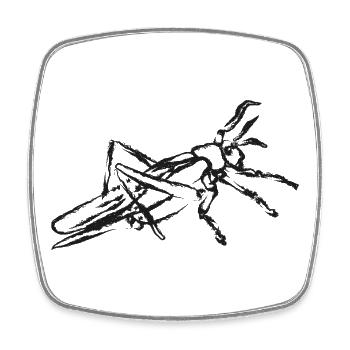 Black Grasshopper – Instecte Illustration - Square fridge magnet - white - Front