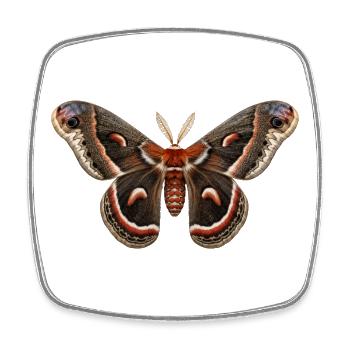 Cecropia Moth Hyalophora cecropia - Square fridge magnet - white - Front